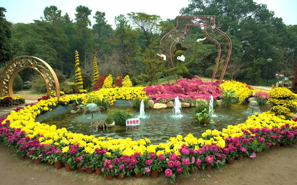 In China findet man Chrysanthemen in den Parks, nicht auf den Friedhöfen - Foto von Wolverine_01 / Goodfon