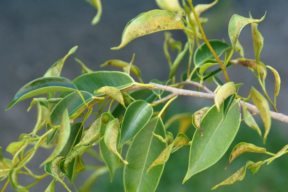 Deformed leaves won't return to their normal shape - Photo by Scot Nelson / Flickr