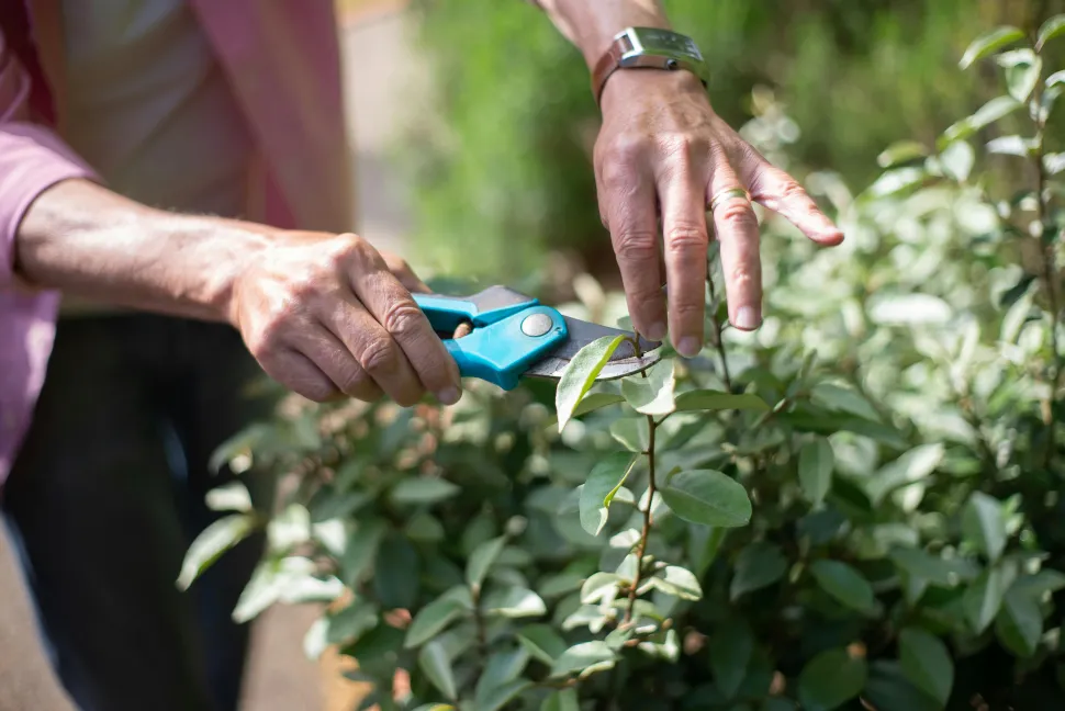 Tanto en interior como en exterior, la poda es esencial para la salud de las plantas - Foto de Kampus production / Pexels