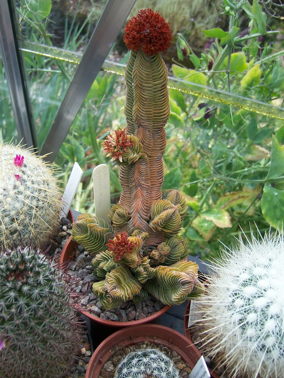 Mit Blüten sieht die Crassula 'Buddha's Temple' noch hübscher aus - Foto von Stephen Boisvert/ Flickr