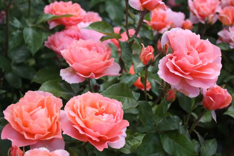 Die Form der Rosen variiert auch je nach Zuchtsorte