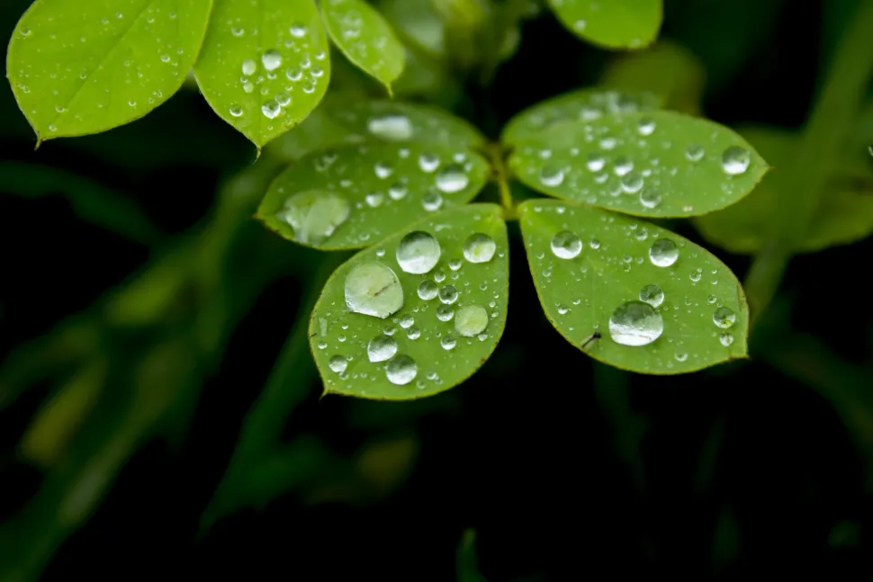 Con el agua de lluvia, puedes estar seguro de acertar