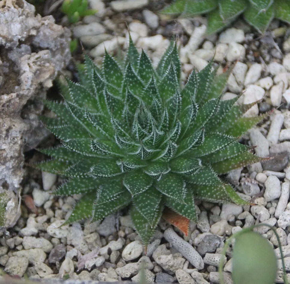 I modsætning til haworthies har aloe blade med tænder - Foto af Honmingjun / Wikipedia