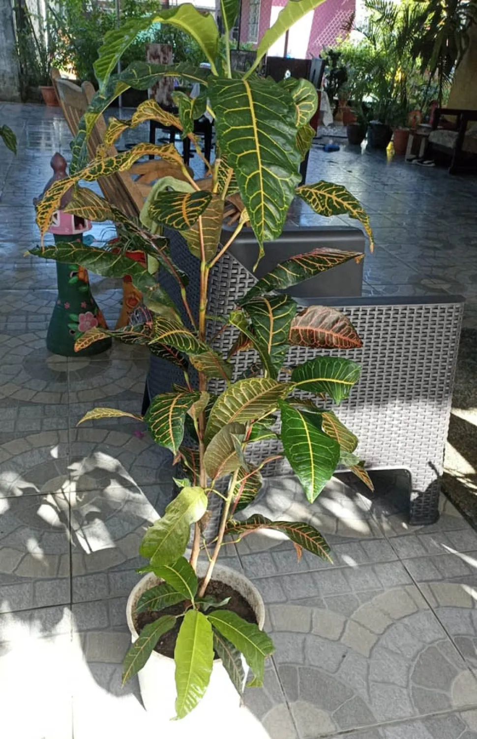 Dezelfde plant kan verschillende kleuren bladeren hebben - Foto door Karla Nayelis Pitty Bell /iNaturalist