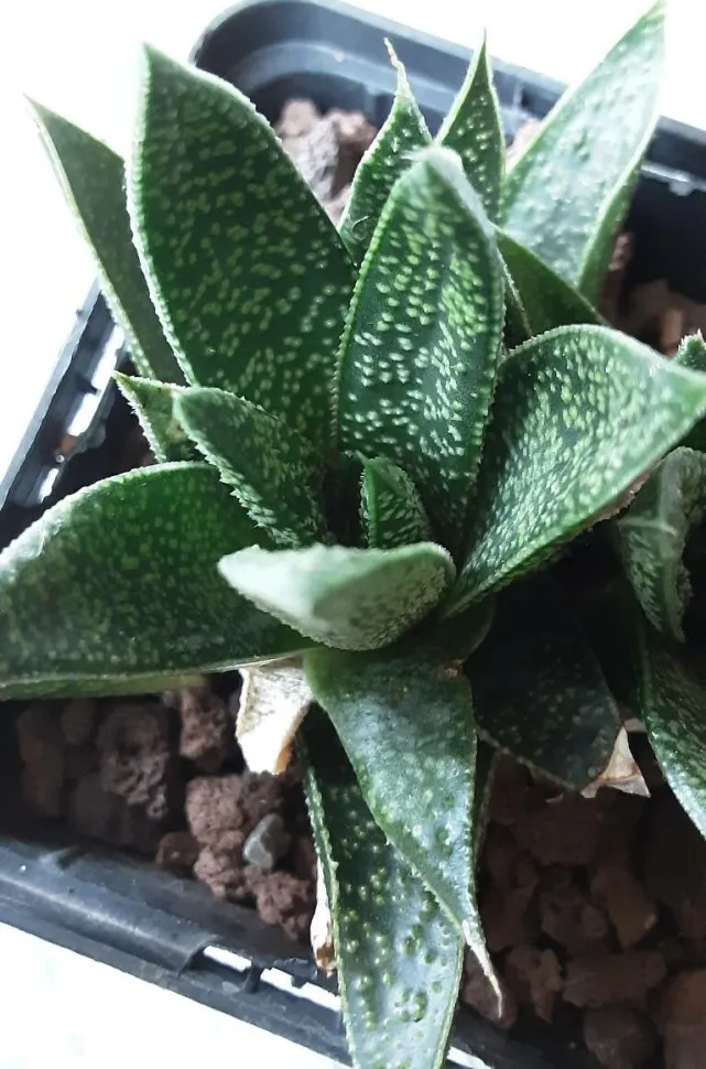 I modsætning til aloe har gasteriaen ingen pigge i kanten - Foto af KP Lacer / Plantnet