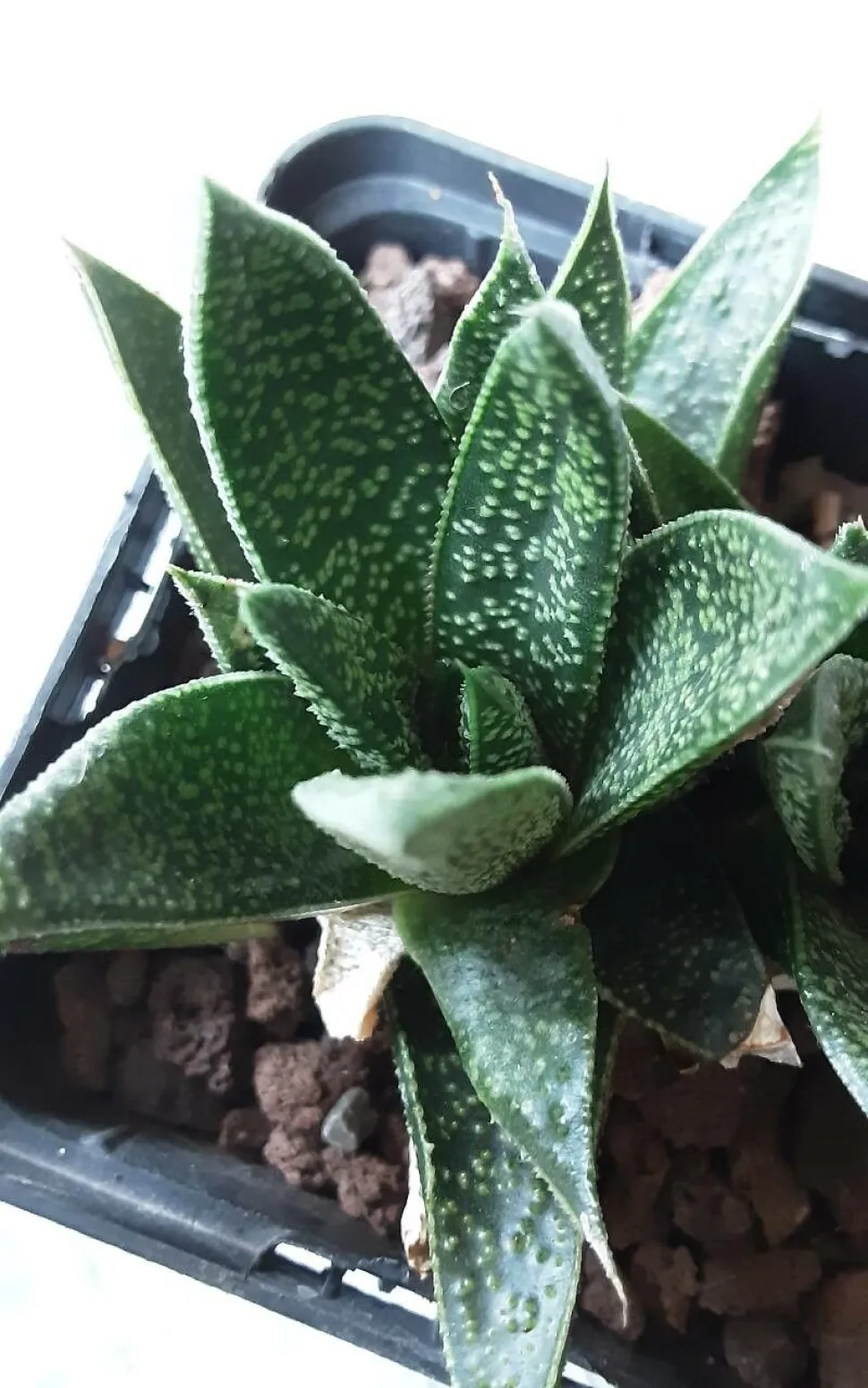 I modsætning til aloe har gasteriaen ingen pigge på siderne - Foto af KP Lacer / Plantnet