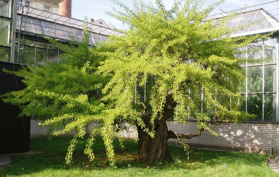 Der Ginkgo, besser auf einem Foto als zu Hause - Foto von Ginkgo CZ / Flickr
