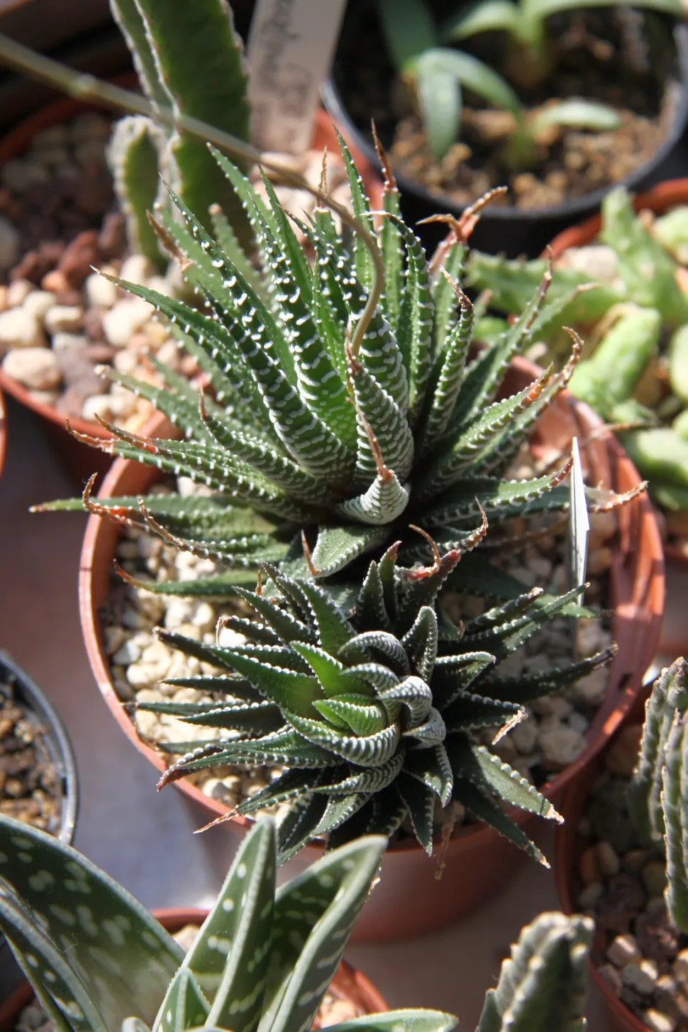 Haworthia fasciata kan kendes på de hvide striber på bladene - Foto: Maja Dumat / Flickr