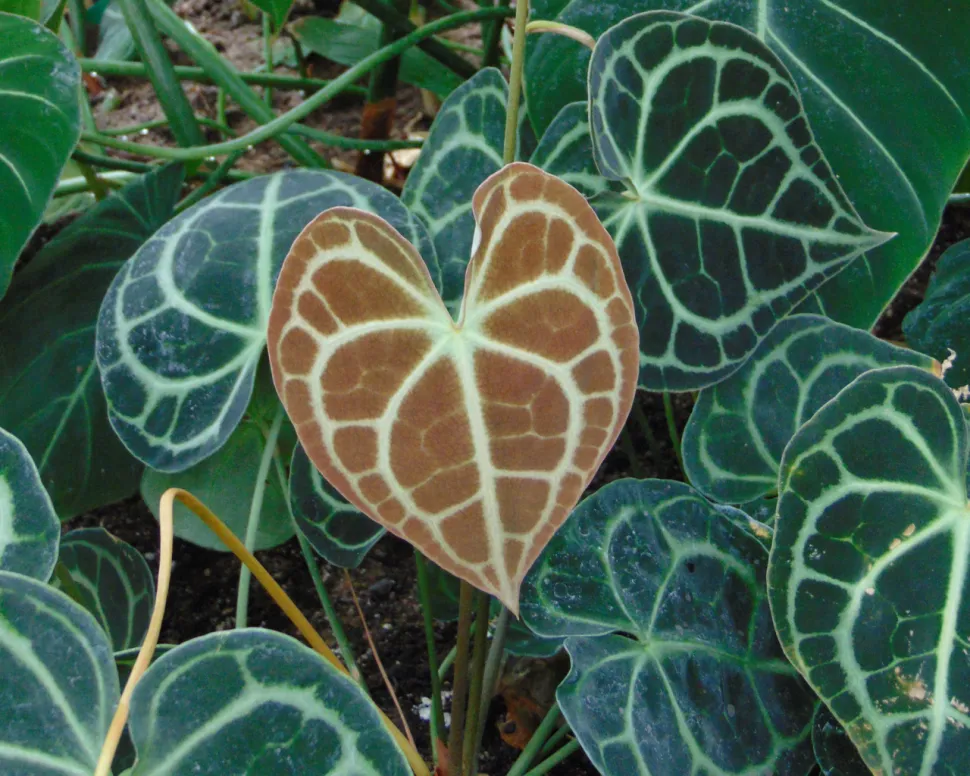 Dopo qualche settimana, le giovani pale perdono il loro colore dorato e diventano verdi - Foto di Nadiatalent / Wikipedia