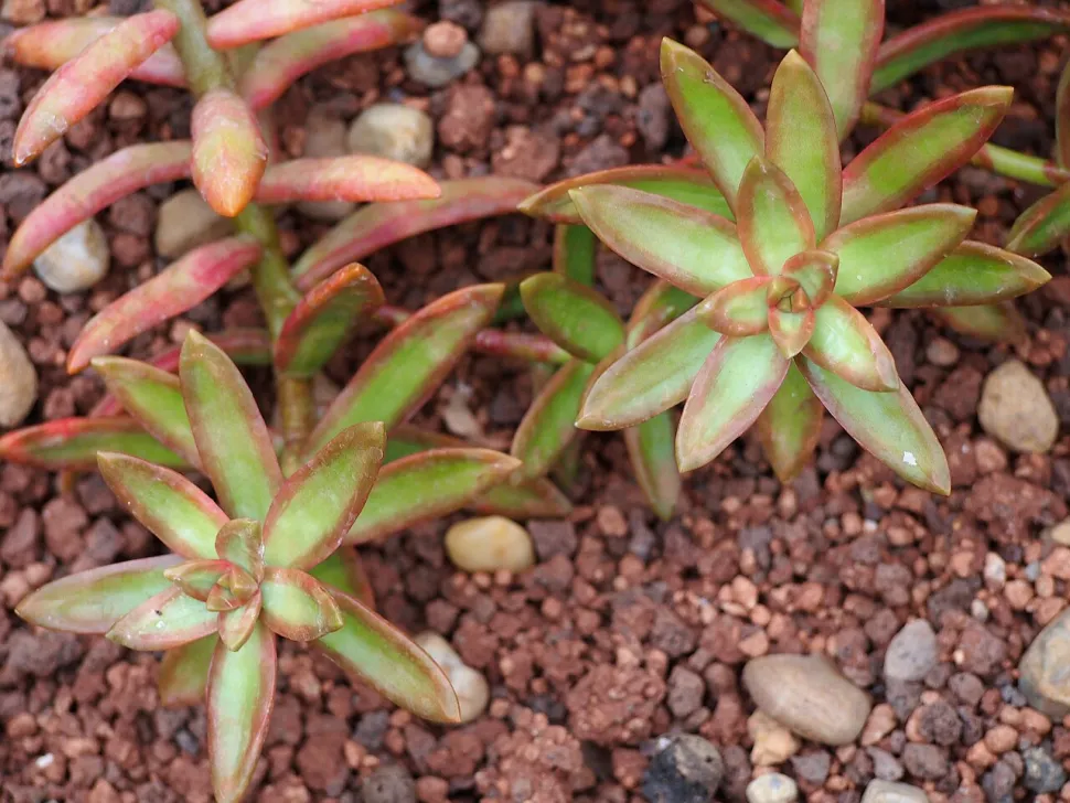Bladene på Sedum nussbaumerianum bliver røde i solen, selv om vinteren - Foto: Agnieszka Kwiecień / Wikipedia