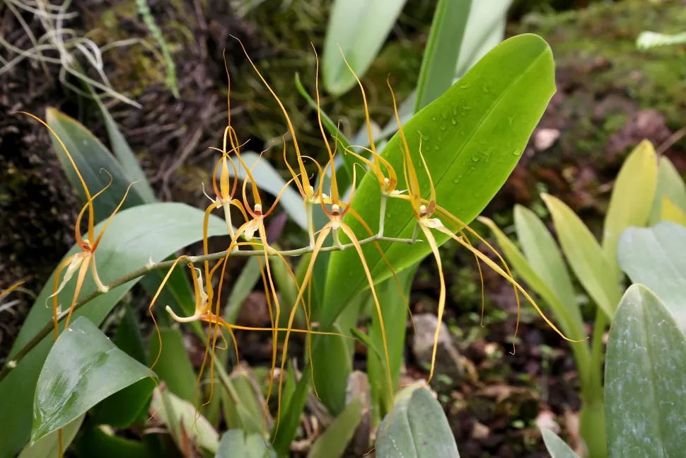 Spider orchids are all about inner beauty / Photo by Alexey Lakovlev / Flickr