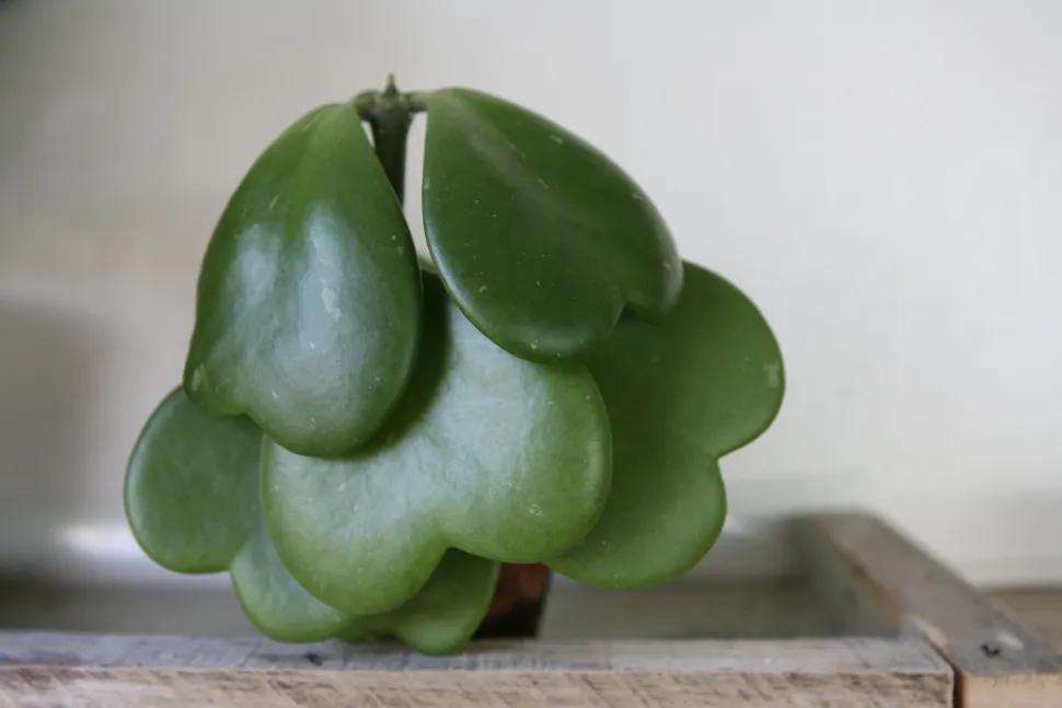 La Hoya kerrii se cultiva casi como un cactus – Foto de Nordhage /flickr