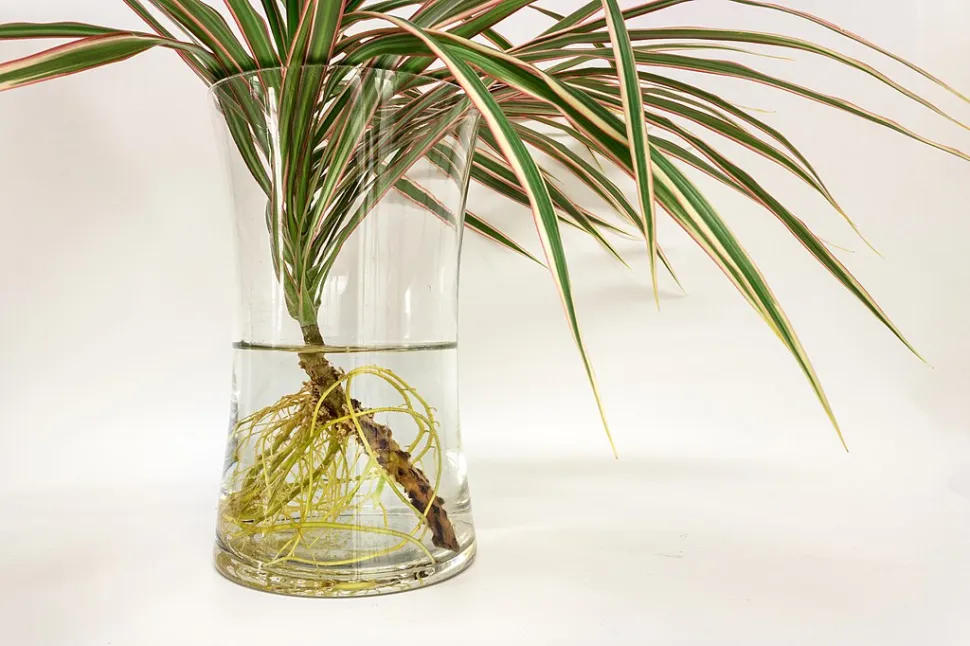 Bei Hydrokultur braucht man keine Erde, sondern nur Wasser - Foto von W. Carter / Wikipedia