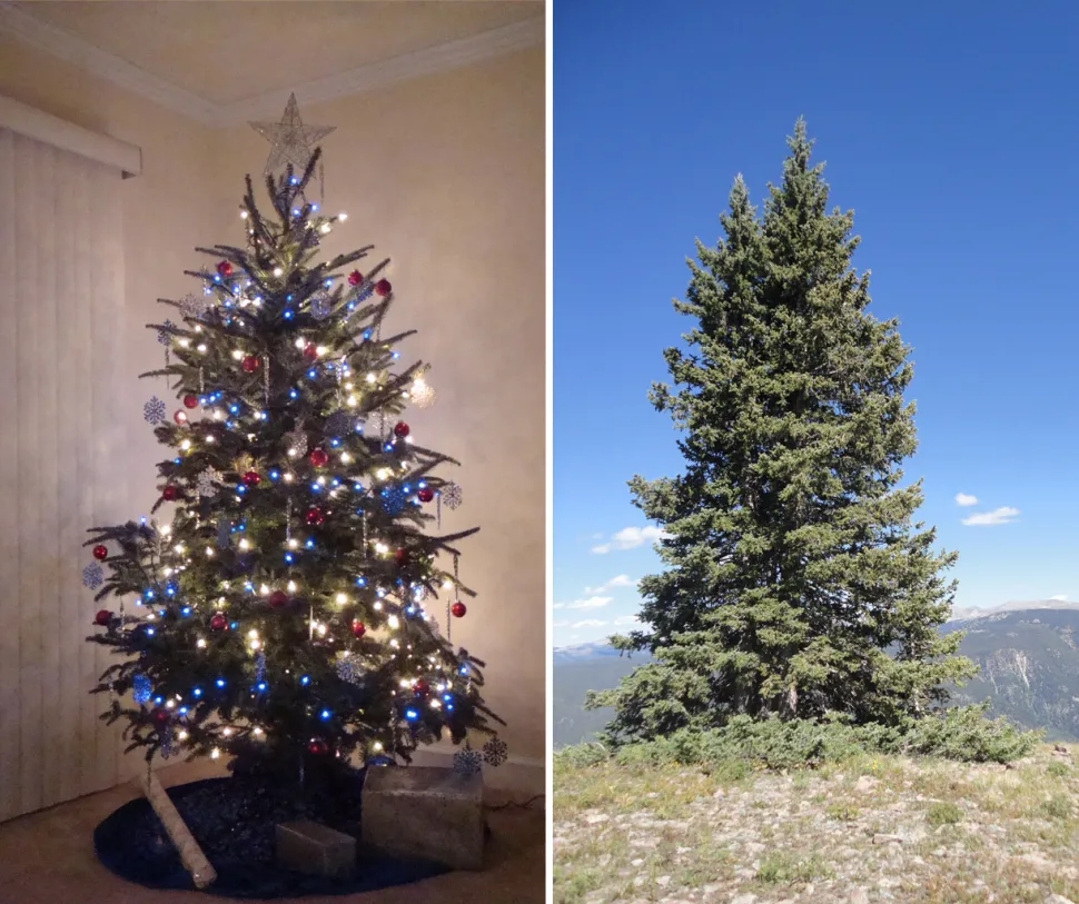 Indoors or out, make room for the Douglas fir - Photos by Kelli and Paul Sableman
