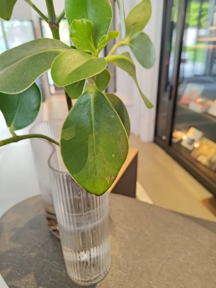 If all goes well, your Clusia rosea will flower. Photo by Nlc17984 / Plantnet