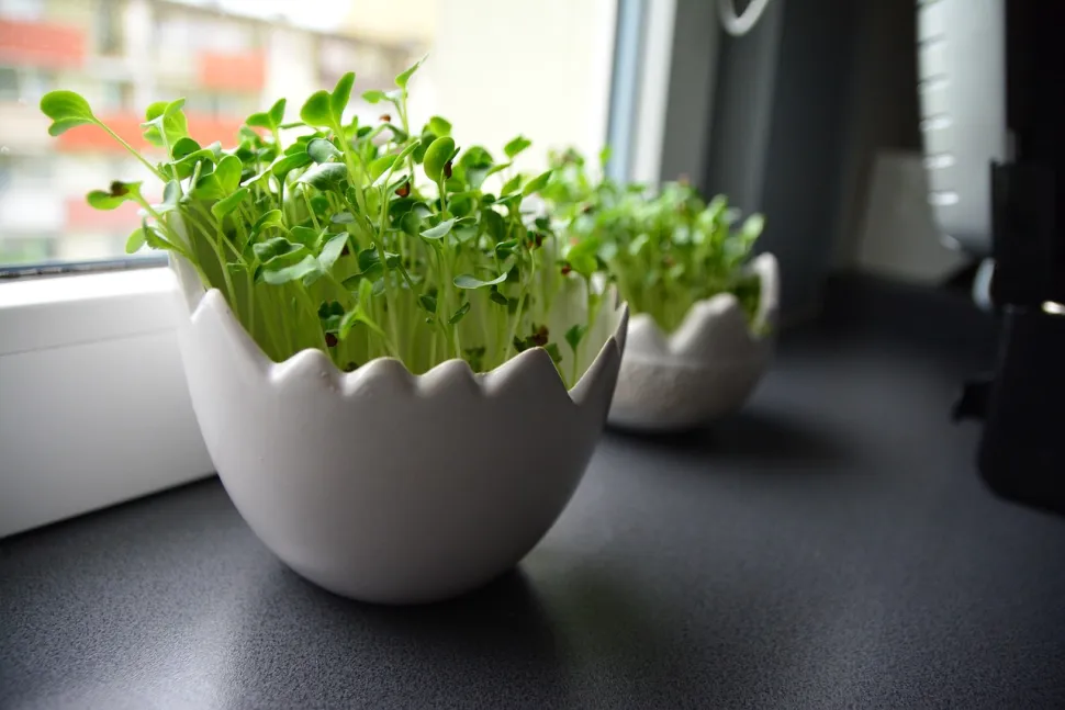Radishes grow quickly, to the delight of children - Photo by Ribson 4891 / Pixabay