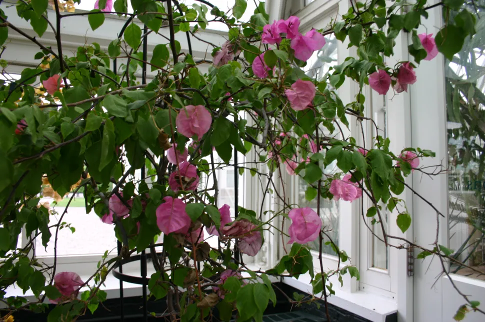 I Vestindien tror folk, at det bringer uheld at sætte en bougainvillea indendørs. For at være på den sikre side skal du lade din stå på verandaen. Foto af Ryan Somma / Flickr