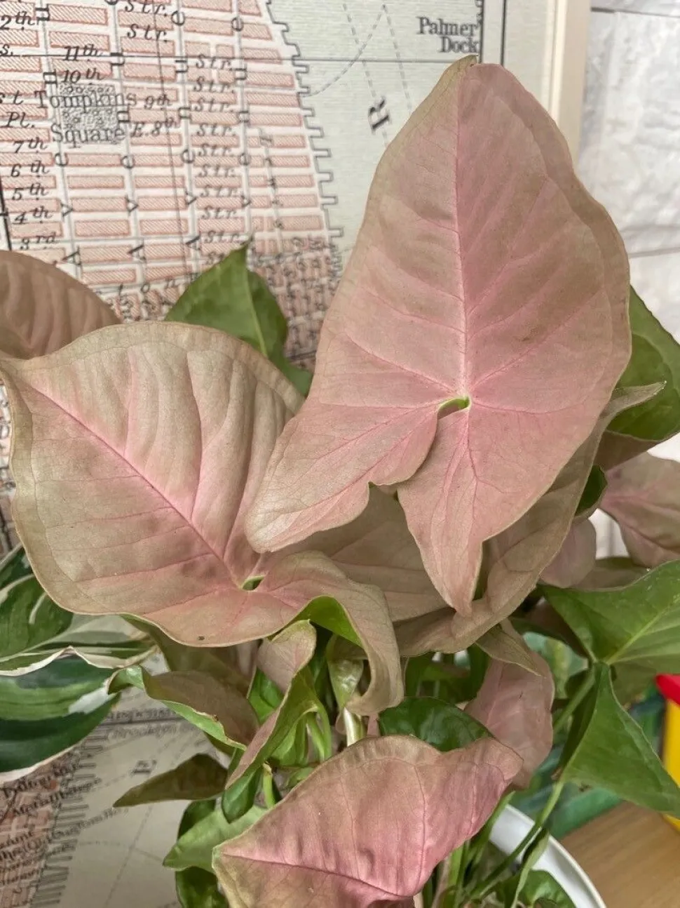 ¿Prefiere un rosa discreto? Elija un Syngonium Podophyllum 'Neon Robusta' - Foto de Unicornio Te / Plantnet