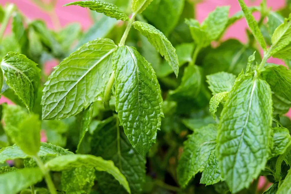 A hortelã adora frescura. Planta-a numa zona de meia-sombra e mantém o solo fresco.