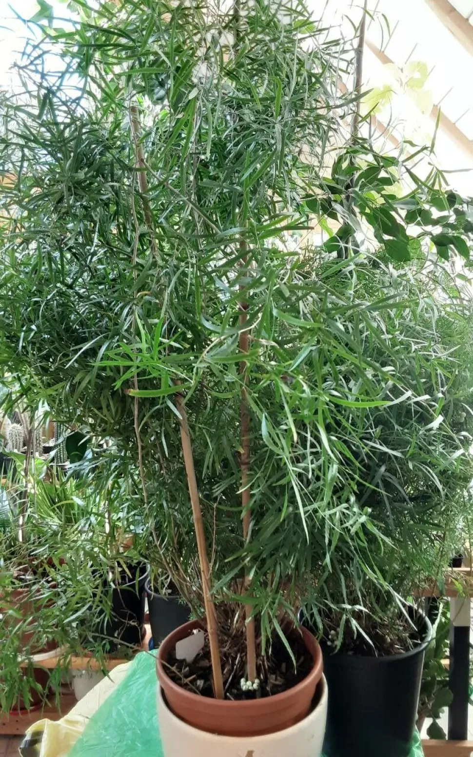 L'Asparagus falcatus è un cugino degli asparagi - Foto di KP Laer / Plantnet