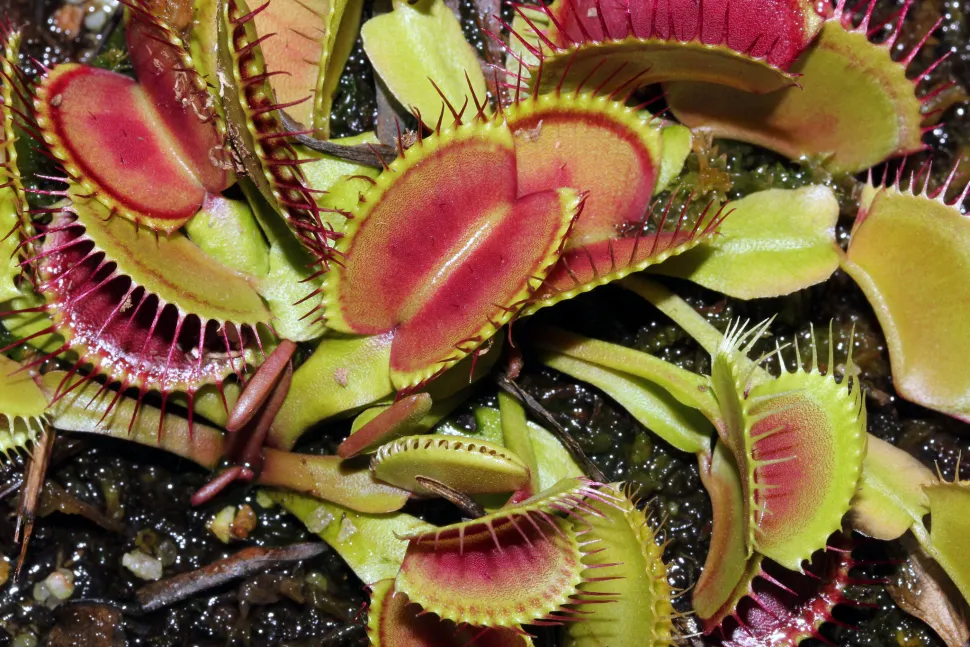 Je mehr Licht sie erhält, desto röter wird Ihre Dionaea - Foto von David Hill / Flickr