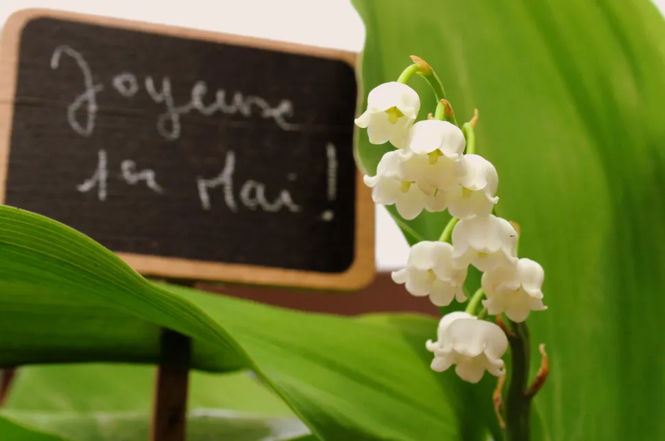 Rain, snow or shine, you'll find lily of the valley everywhere on May 1st - Photo by Frédérique Voisin-Demery /Flickr