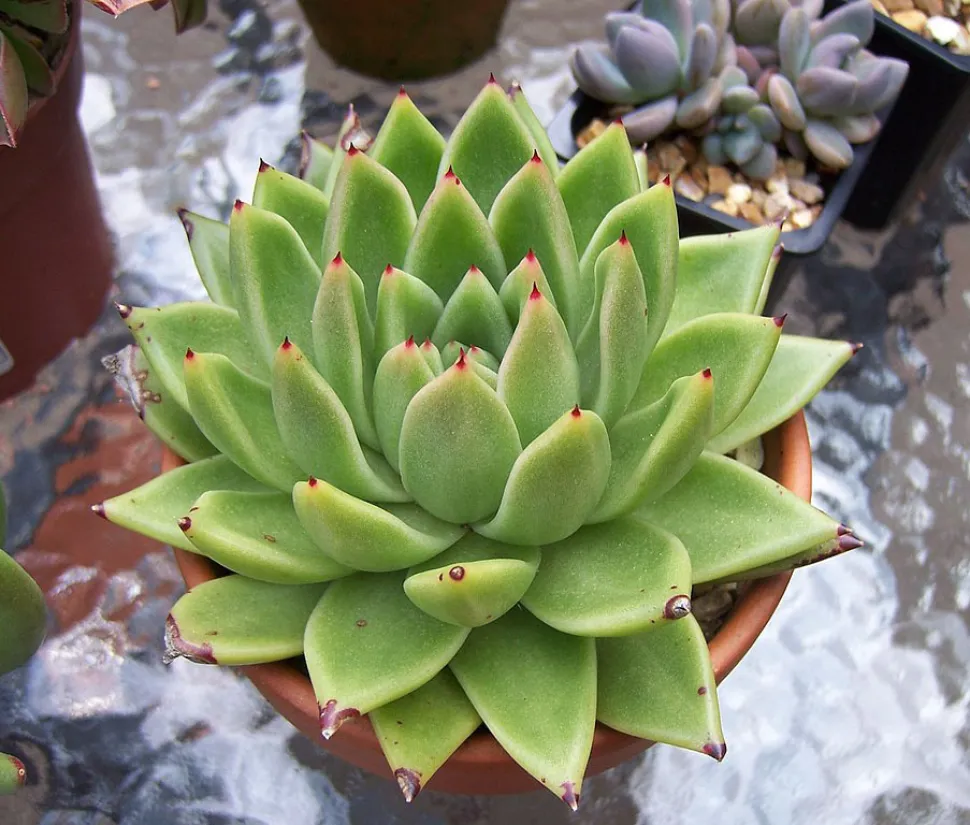 El color de las hojas varía según la variedad y la luz - Foto de Stephen Boisvert / Wikipedia