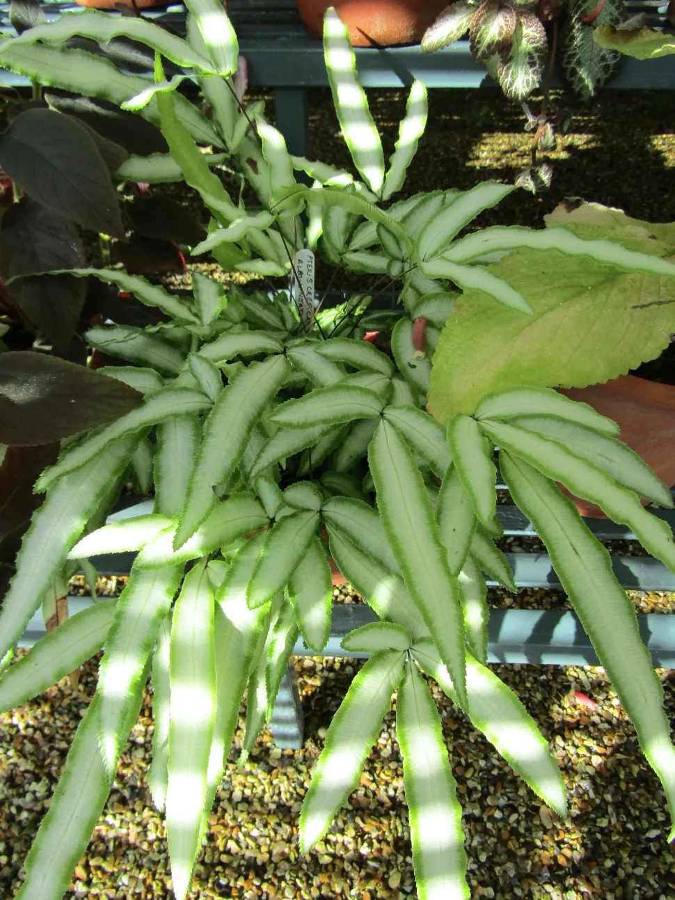 Like all ferns, pteris love humidity - Photo by Leonora Enking