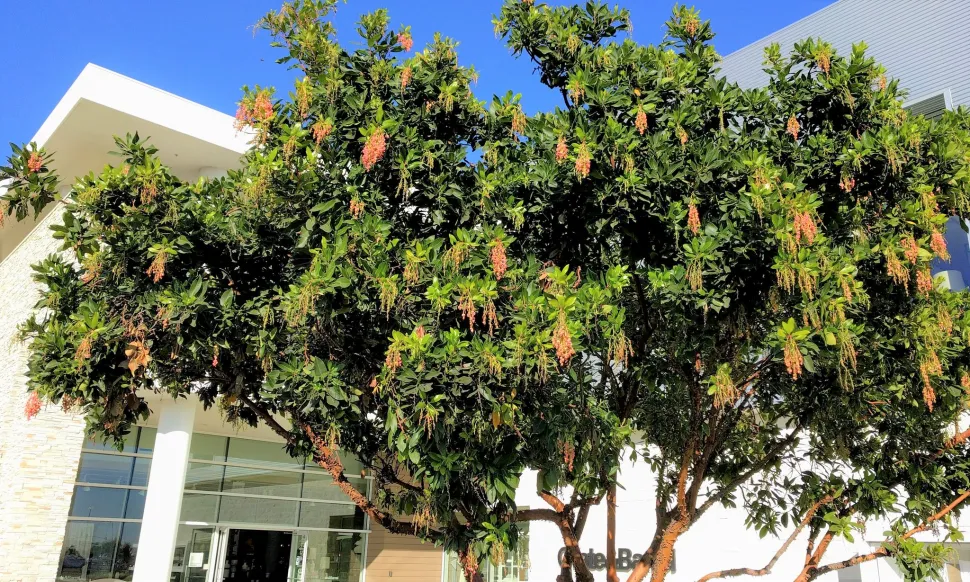 De Latijnse naam voor de arbutus is Unedo (slechts één).