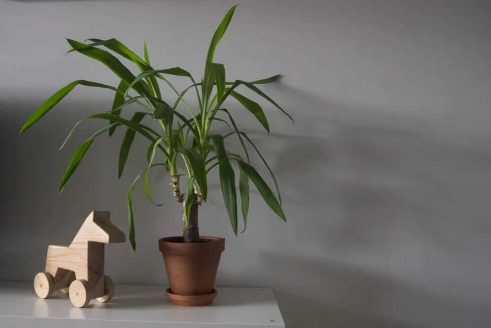 The number of stalks on a bamboo plant influences its powers. 3 stalks bring happiness, 5 health and 7 wealth