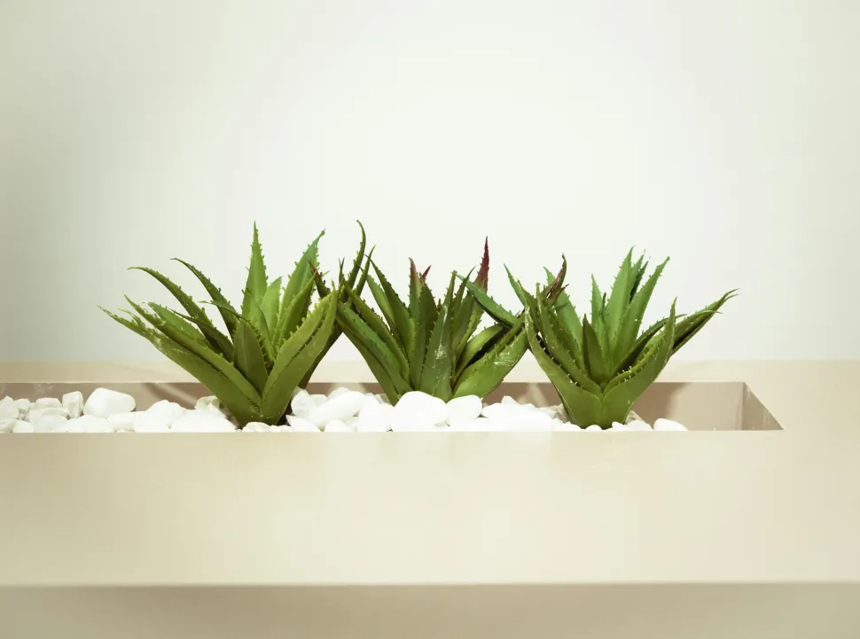 Aunque tiene espinas, el Aloe vera no es un cactus - Foto de Cecília O. Tommasini / Pexels