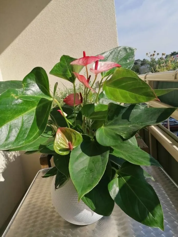 Als de pot het toelaat, kun je je Anthurium in de zomer mee naar buiten nemen. Foto Pl@ntnet /plantnet