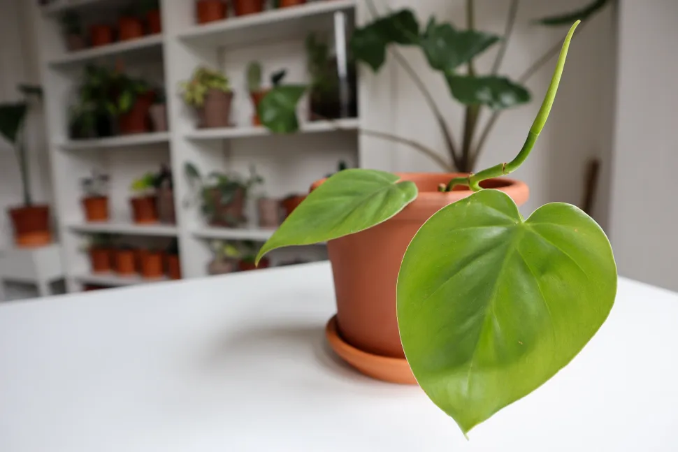 Nach einigen Monaten schenkt Ihnen der Philodendron einen Wasserfall aus herzförmigen Blättern - Foto von Dan Jones / Flickr