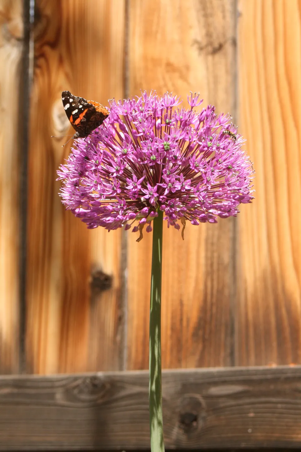 Who hasn't dreamed of becoming a butterfly and taking a nap on an ornamental garlic plant? Photo by Patrick Standish / Flickr