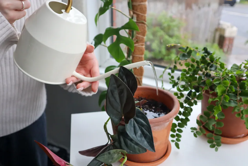 When watering, soak the entire substrate. This helps root development. Photo by Dan Jones / Flickr