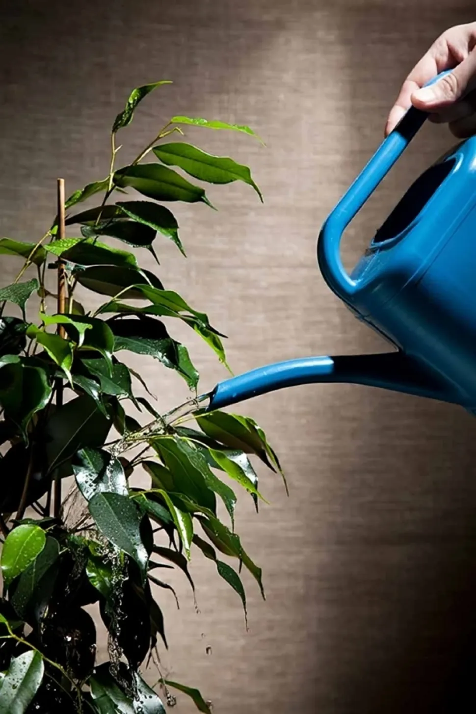 For at genoplive din plante skal du vande substratet, ikke bladene - Foto af Tuchkovo