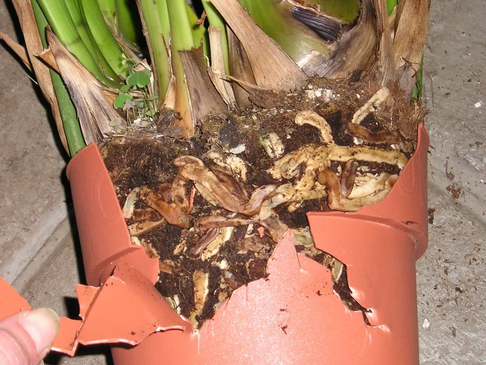 As orquídeas gostam de estar apertadas. Mas quando há mais raízes do que substrato, não há escolha: é preciso replantar! Foto de Maja Dumat / Flickr