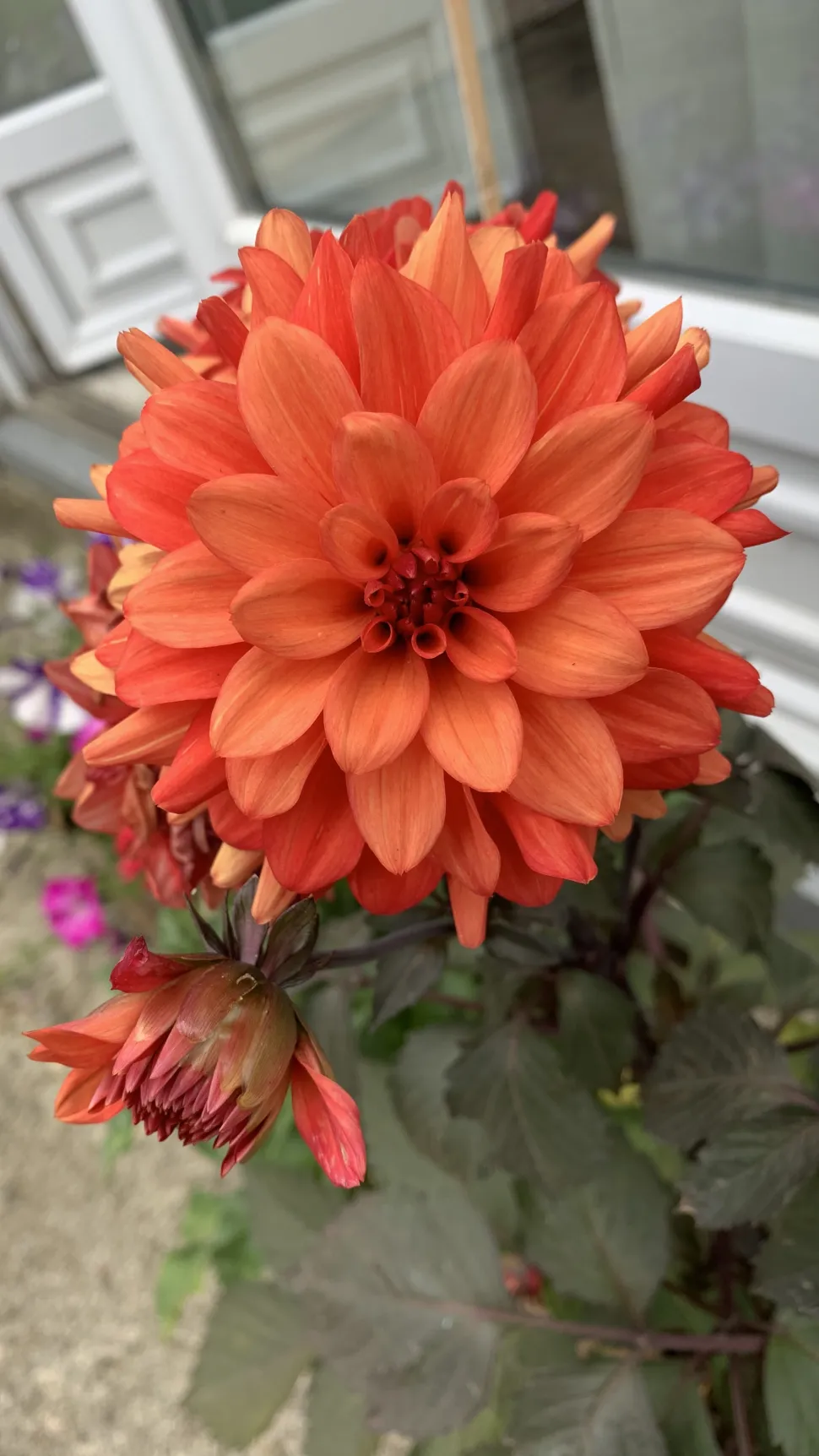 Dahlia's, een ideale plant om buiten te leren tuinieren
