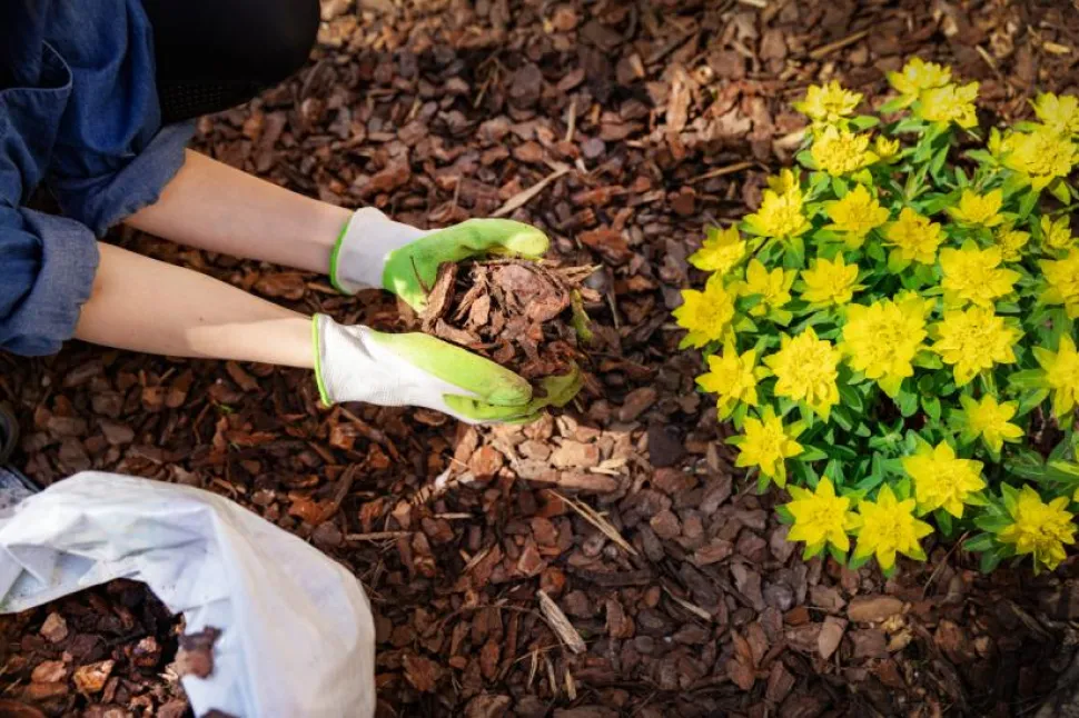 A cobertura vegetal requer muito pouco esforço e tem muitos benefícios.