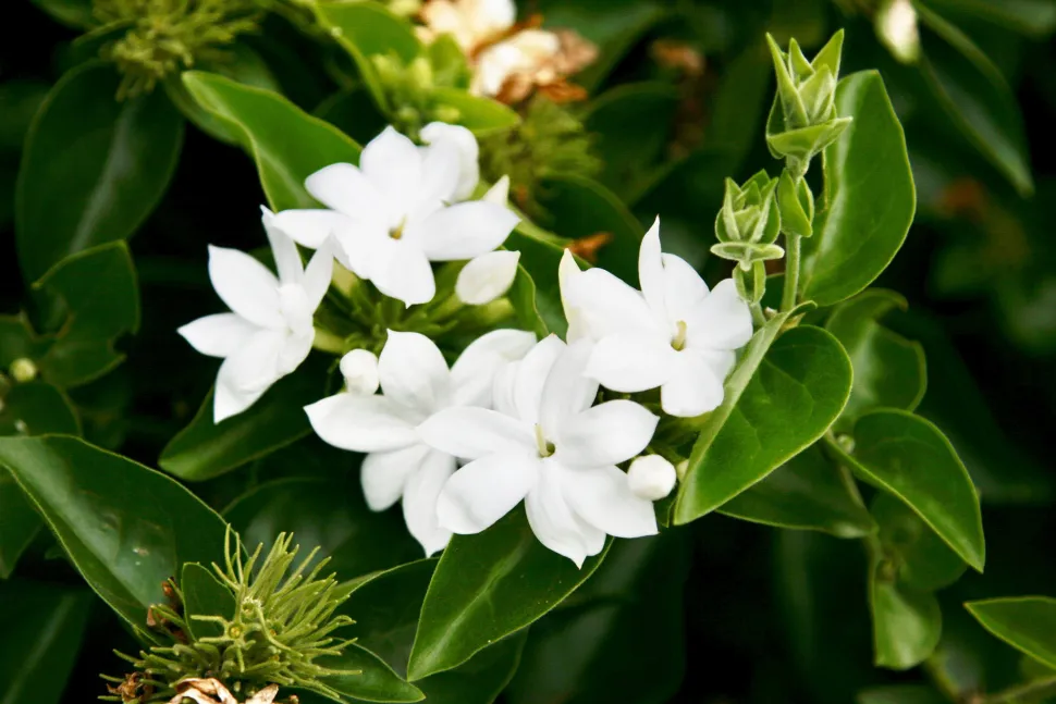 Som navnet antyder, stammer den arabiske jasmin fra Indien - Foto: Alexey Yakovlev / Flickr