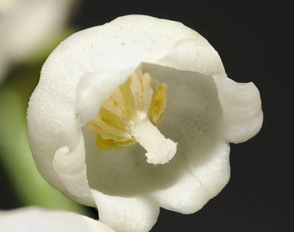 You've heard of lily of the valley, but do you know its scientific name?