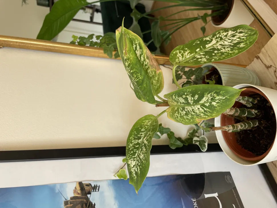 Die genesende Dieffenbachia