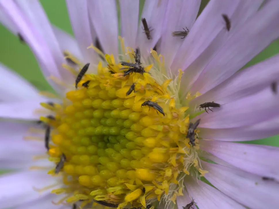 Parfois, les thrips sont utiles aux plantes - Photo par XPDA / Wikipedia