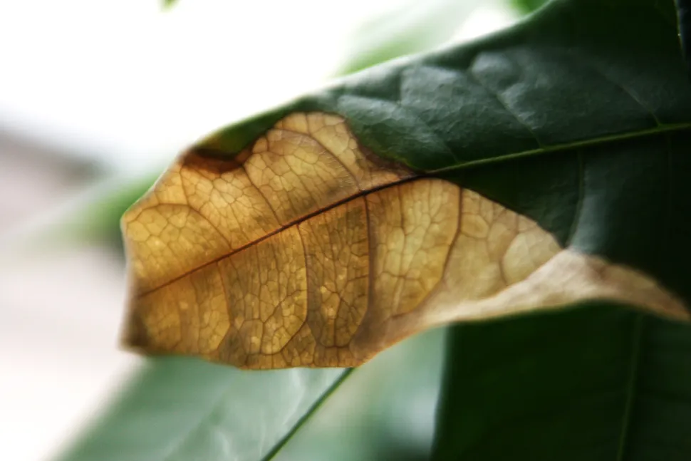 Selv på en sund plante kan bladene blive gule. Foto af Quinn Dombrowski /Flickr