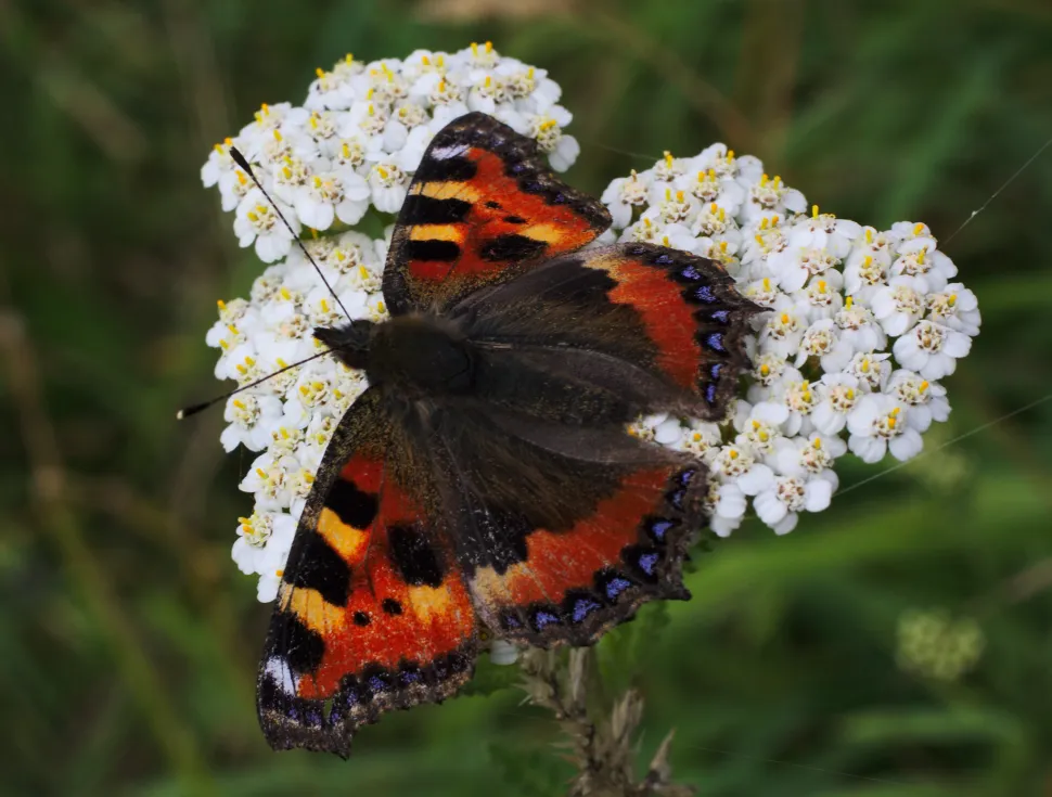 Butterflies also love yarrow flowers -Photo by Stanze/ Flickr