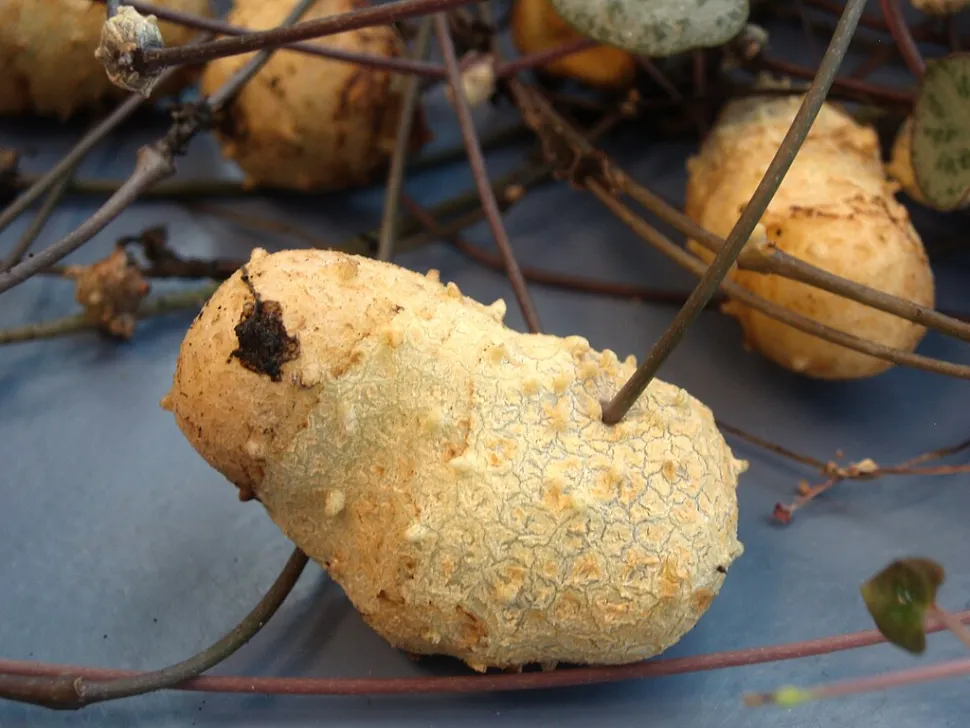 With a tuber, propagation is quick and easy - Photo by Mercewiki / Wikipedia