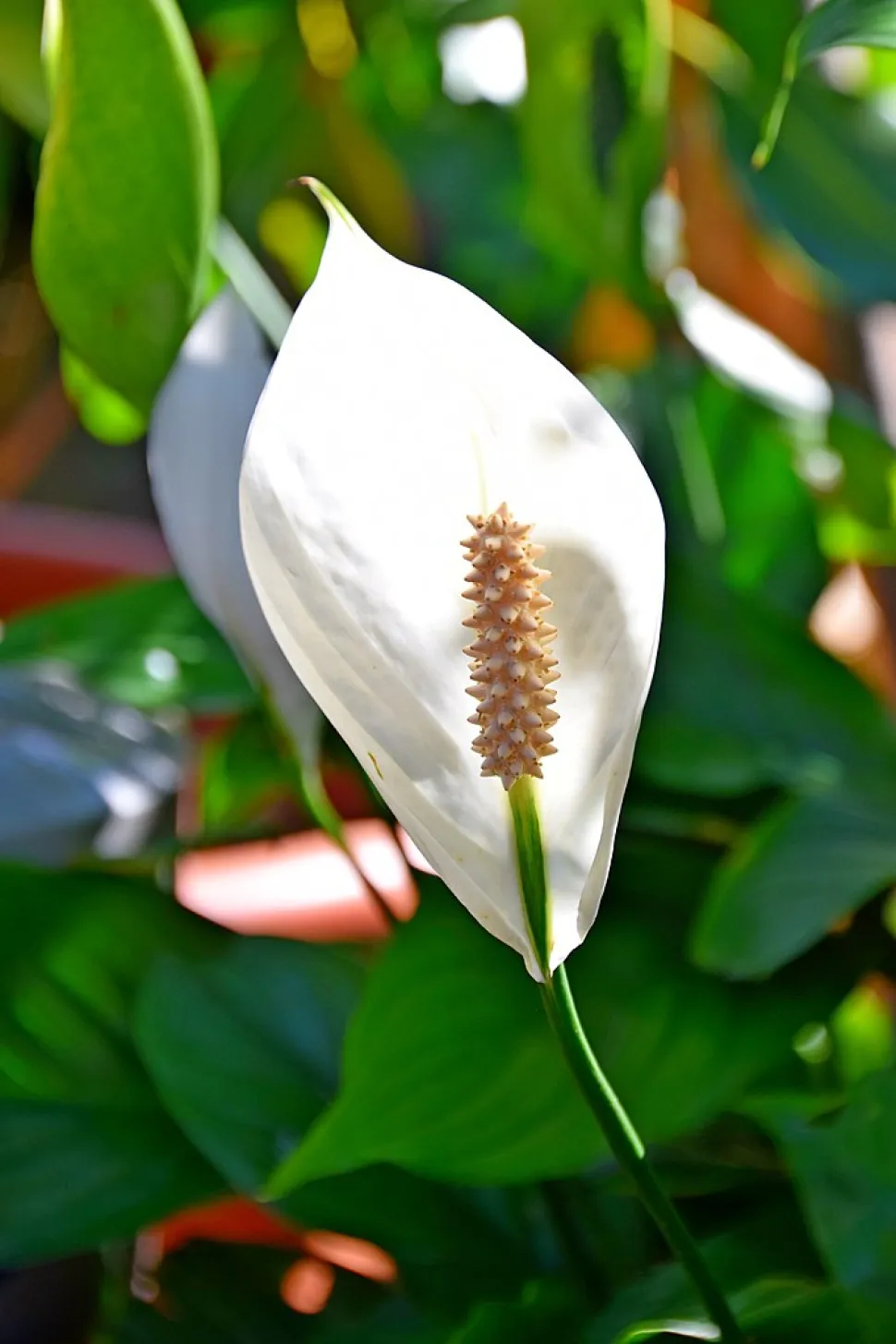 Si dice che il fiore di luna abbia proprietà disinquinanti - Foto di Krzysztof Golik / Wikipedia