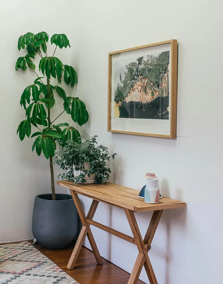 Med sine lysegrønne blade kan paraplytræet pynte i ethvert rum - Foto: Rachel Claire / Pexels