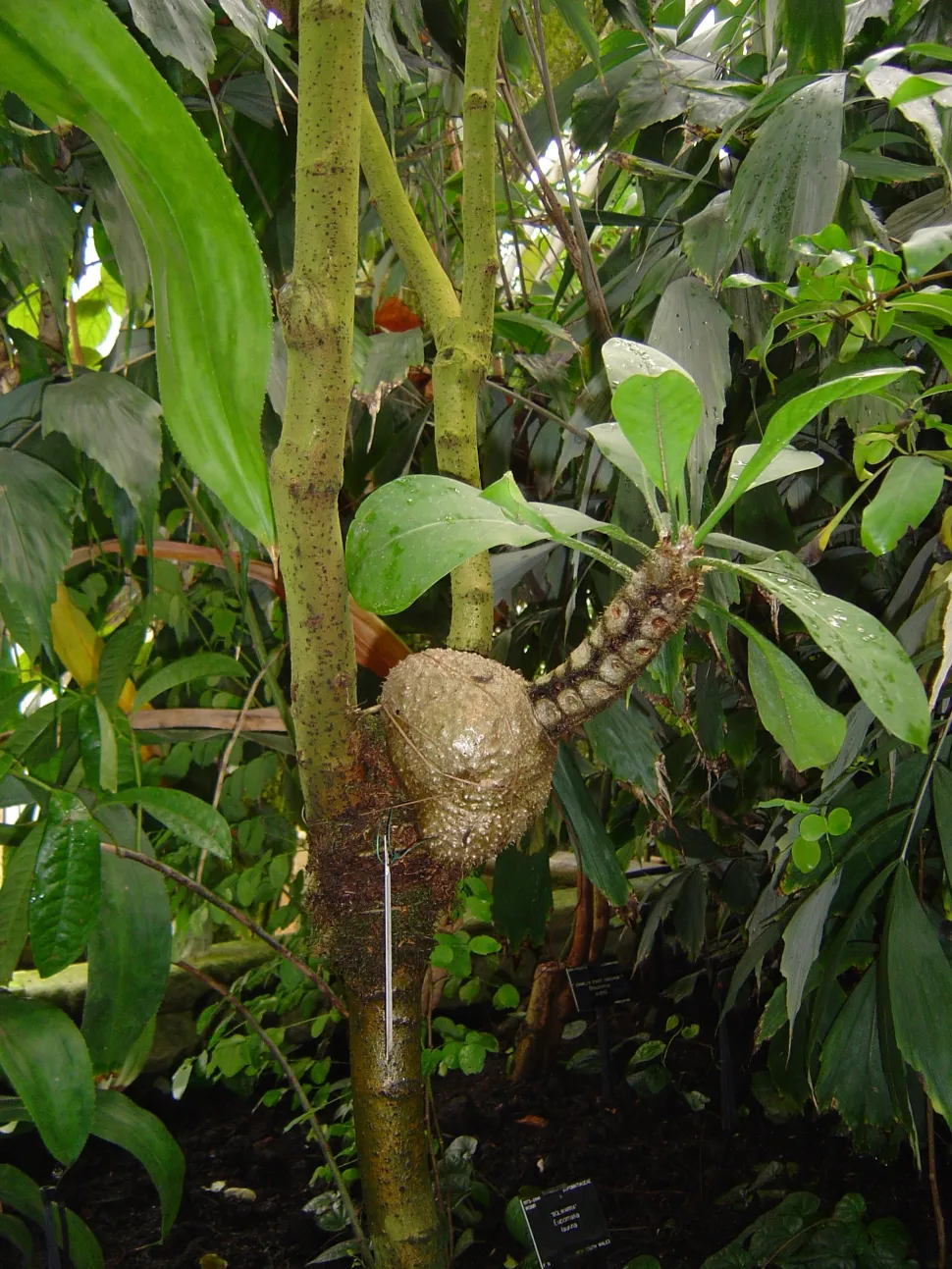 La Myrmecodia becarii es una planta originaria de Australia