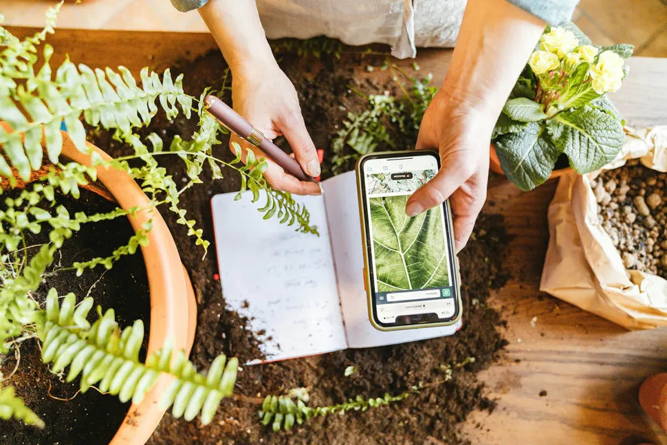 Todo lo que necesitas saber sobre una planta antes de comprarla lo encontrarás en la app Monstera - Foto de Anthoni Shkraba / Pexels